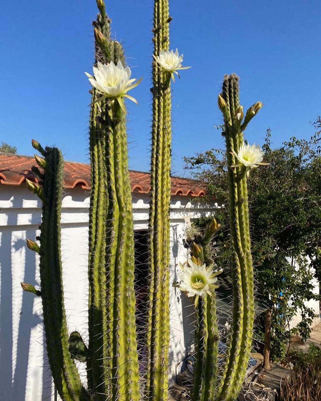 Tres Figos Vila São Luis Exterior foto